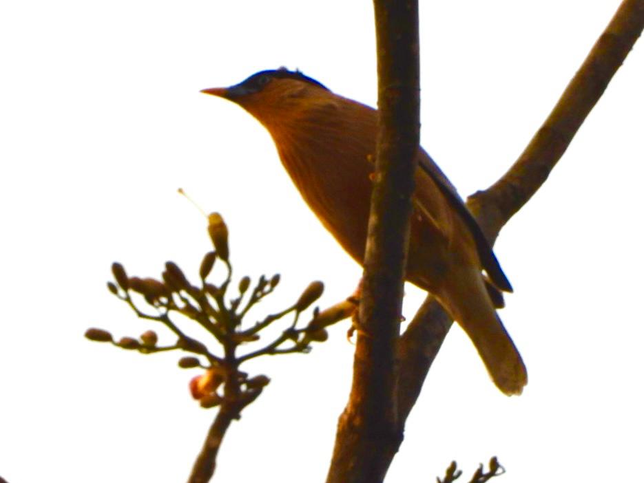 Birds at Ivy House