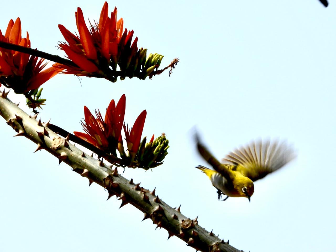 Birds at Ivy House