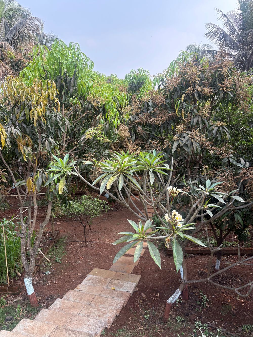 Ivy House outdoors