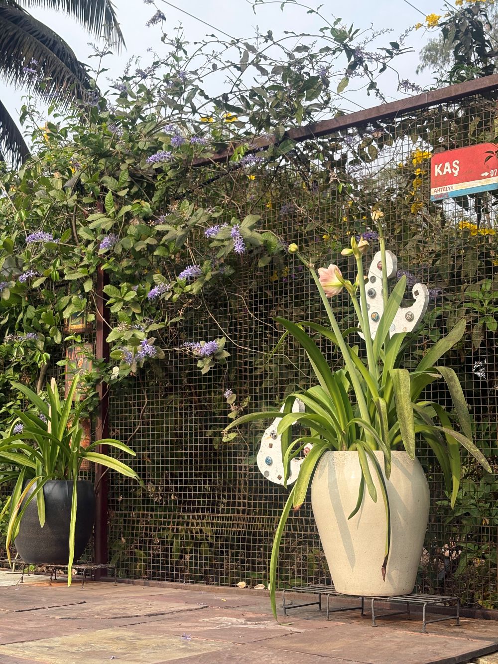 Ivy House outdoors