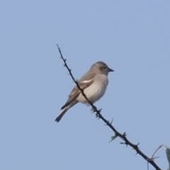 Birds at Ivy House