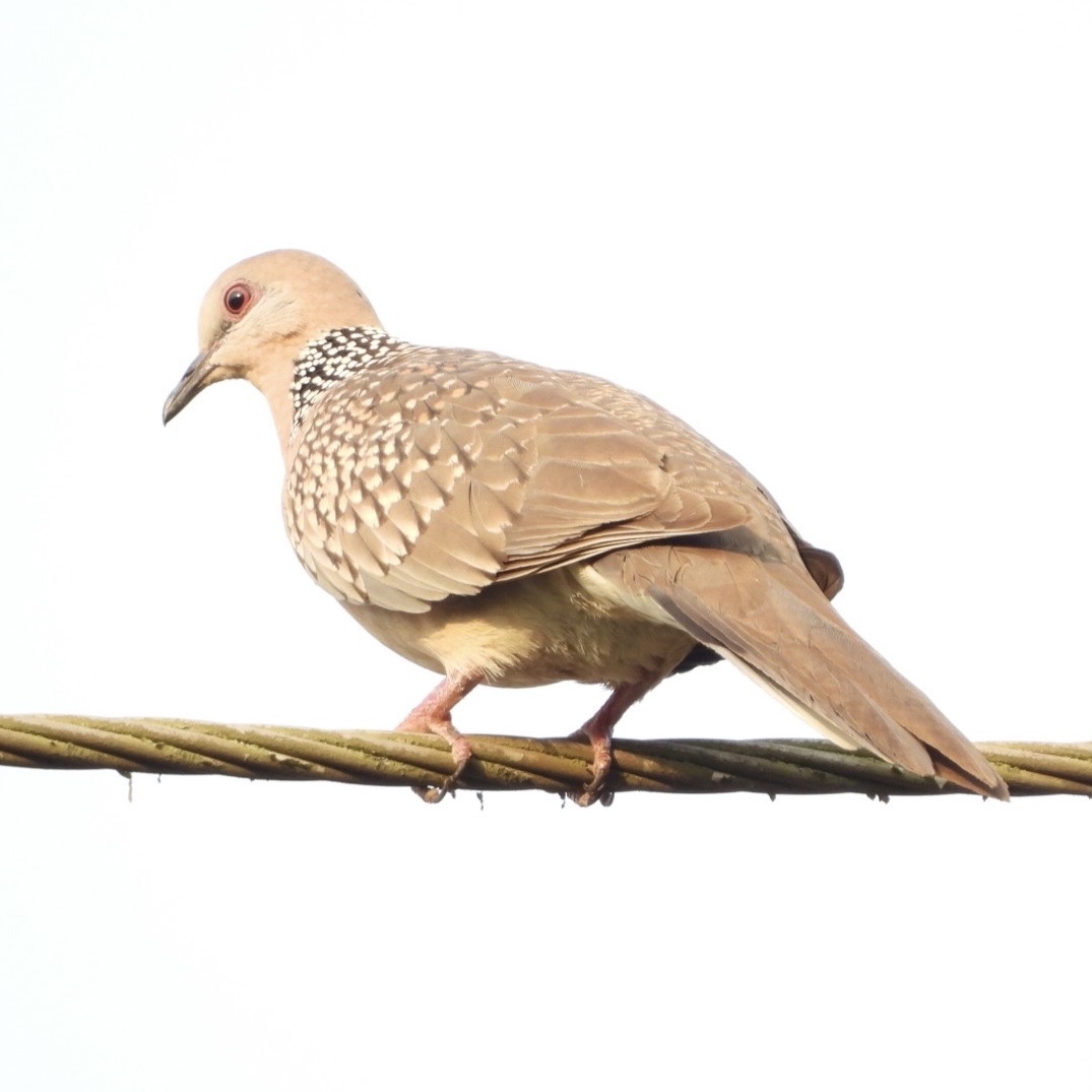 Birds at Ivy House