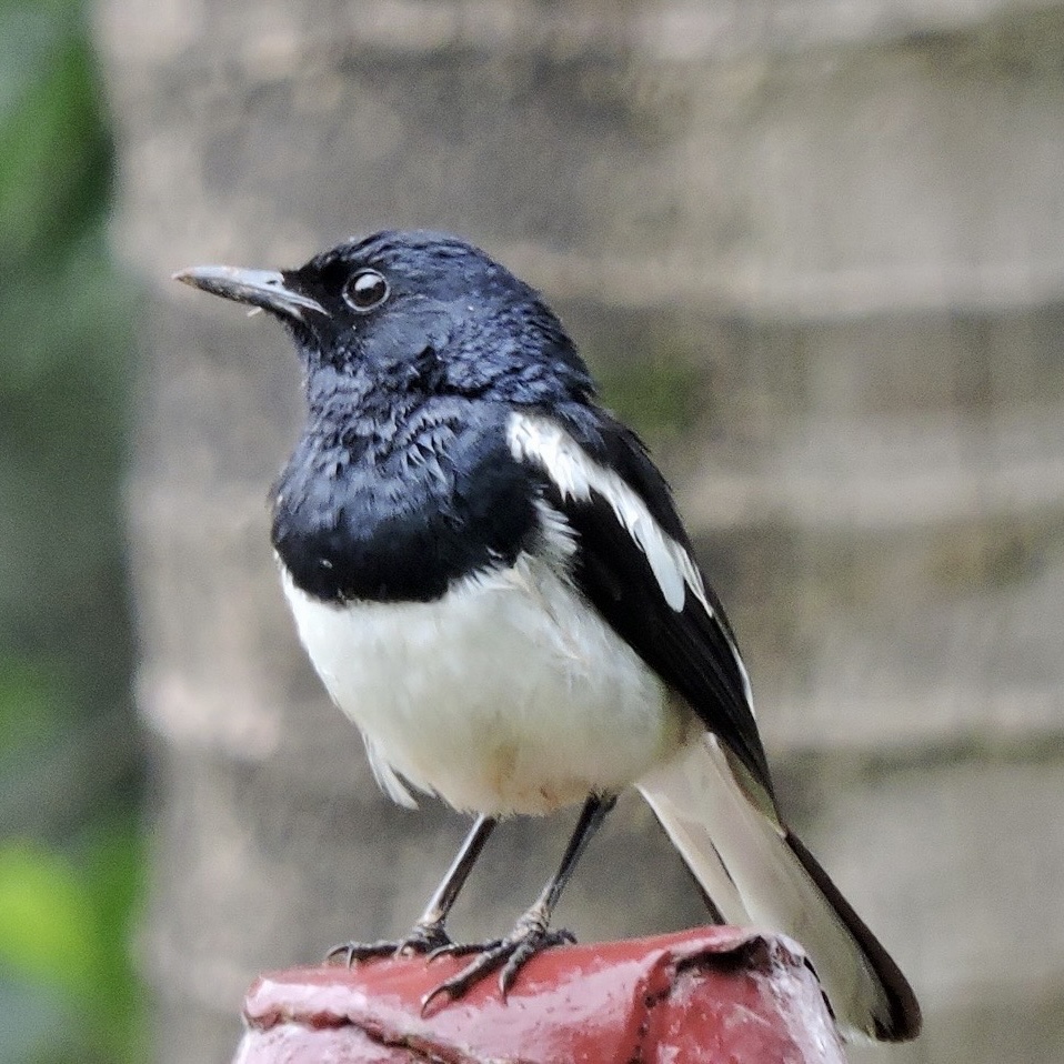 Birds at Ivy House
