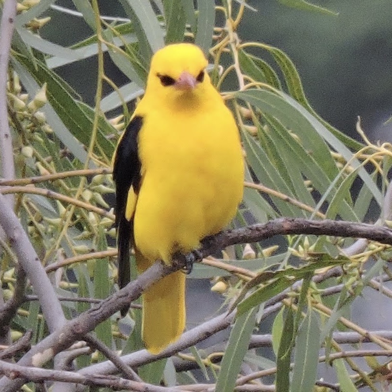 Birds at Ivy House