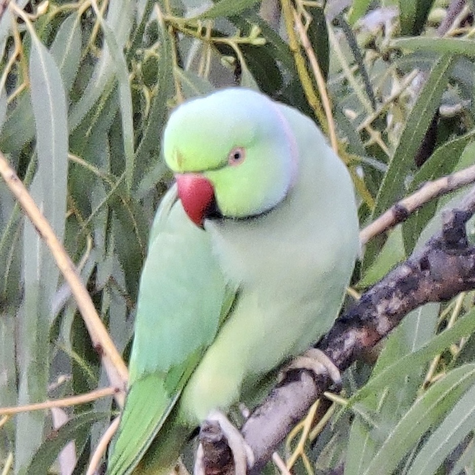 Birds at Ivy House