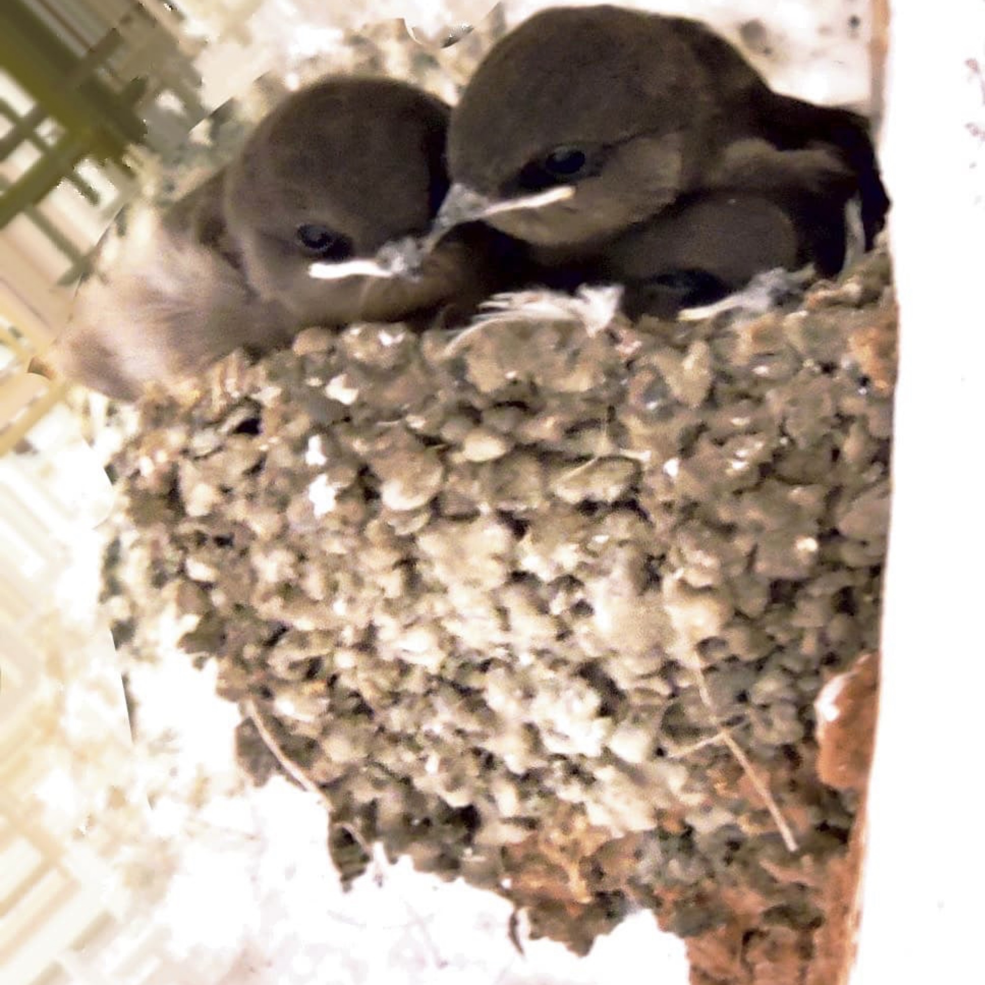 Birds at Ivy House