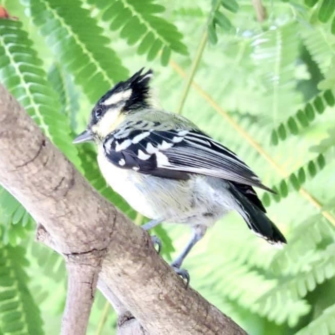 Birds at Ivy House