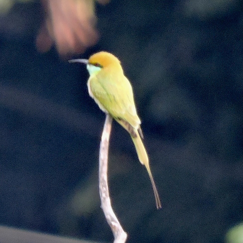 Birds at Ivy House
