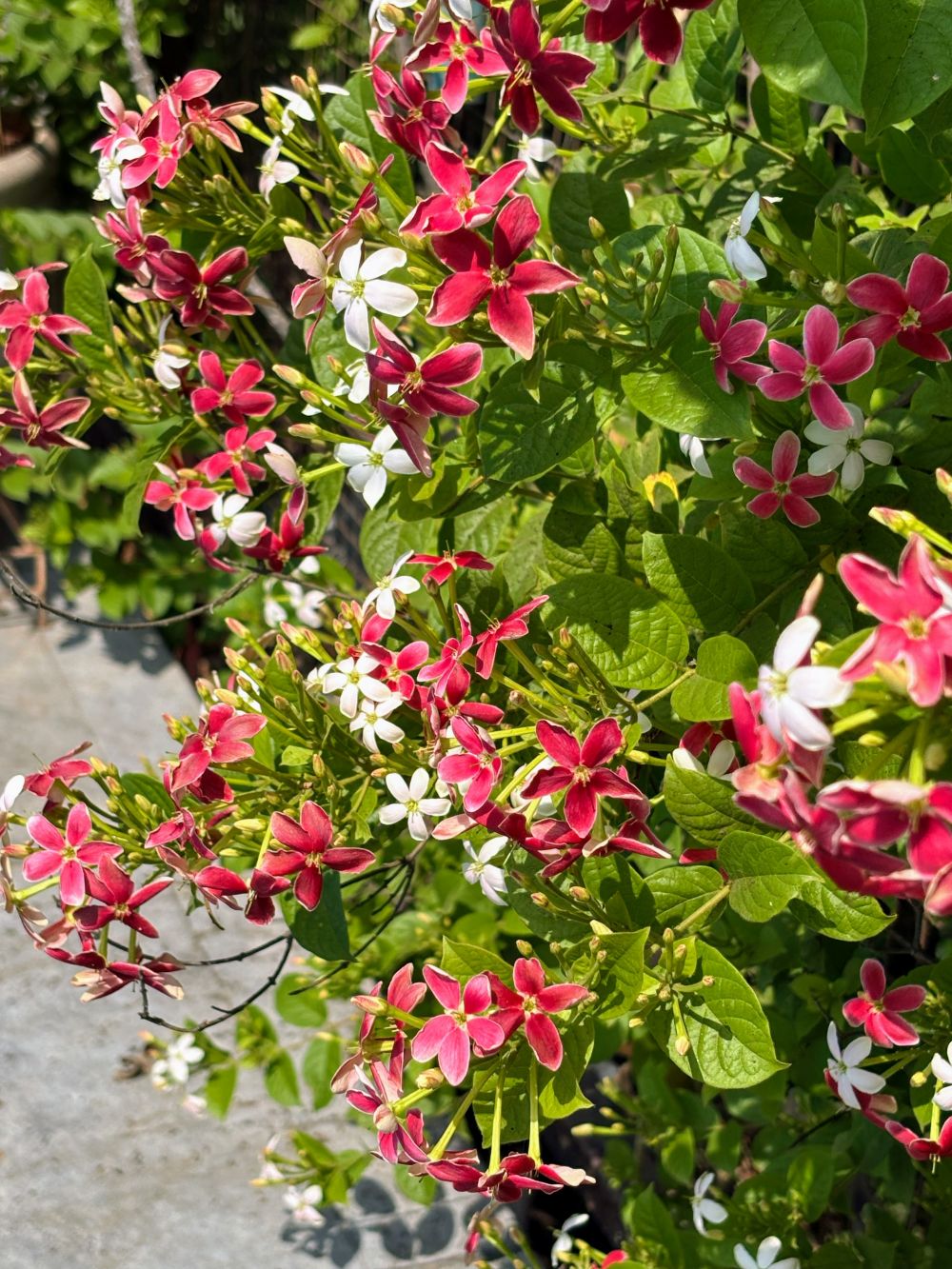 flowers at Ivy House