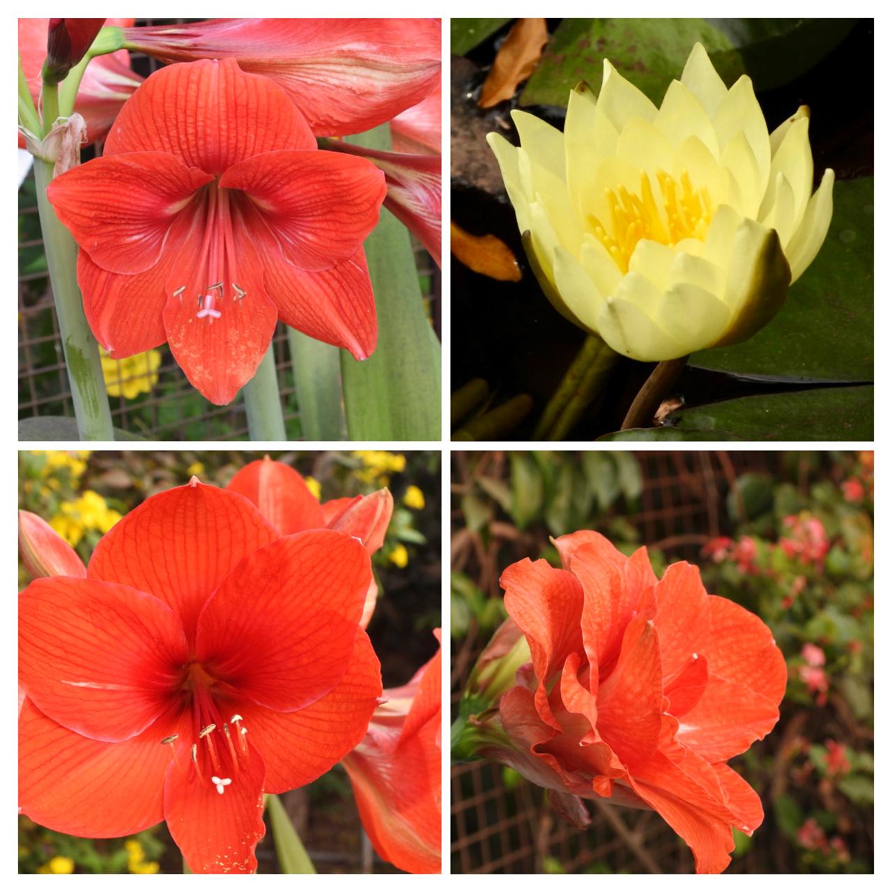 Ivy House flowers